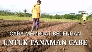 Cara membuat bedengan cabe