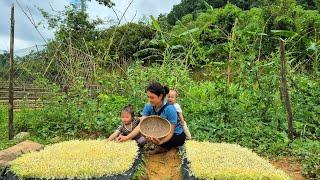 How To Grow Mung Bean Sprouts - Harvesting After 3 Days Goes To Market Sell  Trieu Thi Thuy