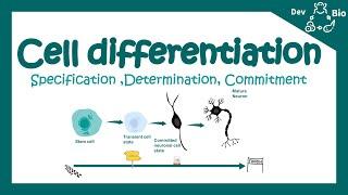 Cell differentiation  Fate specification  Specification vs determination  Developmental biology