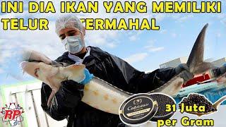 BEGINI CARA MEMBUAT CAVIAR MAHAL DALAM KEMASAN KALENG DARI TELUR IKAN STURGEON