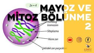 Mayoz Mitoz-2 Ayşe Çelik Malgaz  Limit Yayınları & Öğreten Olsa