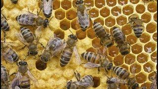 Queen Bee laying eggs complete video