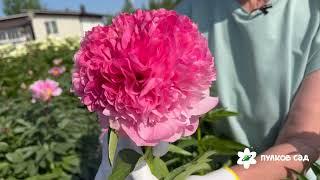 Salmon Hayes peony. Салмон Хайес пион. Пулков сад