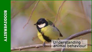 Understanding animal behaviour