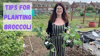 Tips For Planting Broccoli - Allotment Gardening For Beginners