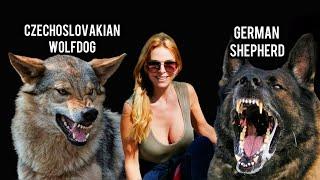 GERMAN SHEPHERD vs CZECHOSLOVAKIAN WOLFDOG  Whos the FIERCEST Protection Dog?