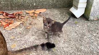 Mother cat force cleans tiny kitten super cute