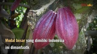 Belajar dari Petani Kakao Bali Omzet Per Bulan 40 Juta