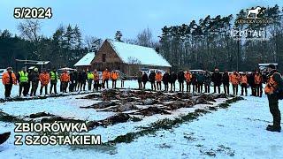 Zbiorówka z Szóstakiem - SUDECKA OSTOJA 52024 Polowanie Zbiorowe Driven Hunt Hunting wildboars deer