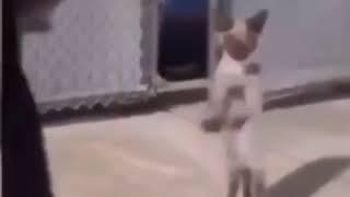 Cat hitting the woah or dancing