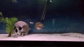 Young red belly piranha eating pinky mouse
