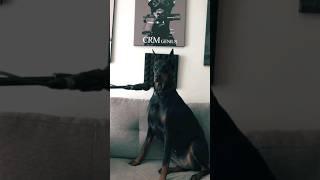 Interviewing a doberman