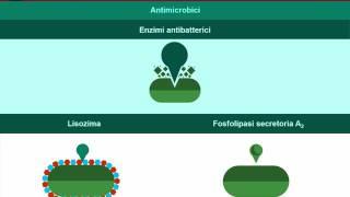 Barriere dellimmunità innata