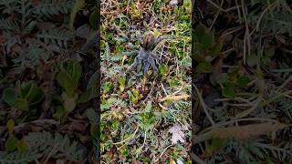 we found a RARE tarantula in the Andes Mountains