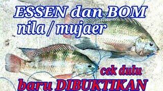 Essen ikan nila media lumut anti boncos...