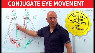 Saccades  Conjugate Eye Movement