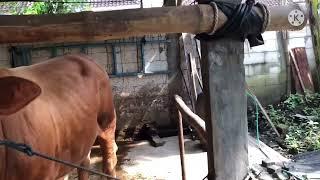 Kandang sapi tanpa nimpal kotoran