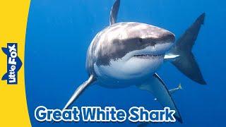 Meet the Animals  Great White Shark  Wild Animals  Stories for Kindergarten