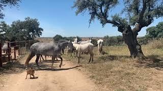 Caballos y yeguas en el rancho.