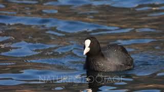 Eurasian coot