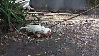 bebek lucu kawin sama ayam#funny #funnyvideo