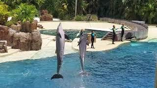 Dolphin Adventures at SeaWorld Orlando