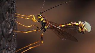 Giant Ichneumon Megarhyssa cf. nortoni oviposition in Yosemite