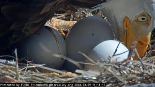 Zoom on eggs Shadow on the nest🪺 Big Bear Bald Eagle  1111  2024-03-09