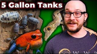 5 Reptiles That Can Live in 5 Gallon Enclosures FOREVER  Micro Reptile Enclosures