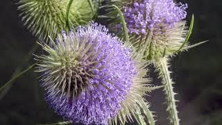 Teasel flowers blooming in time lapse #2 - UHD 4K