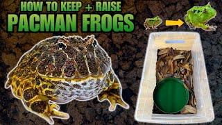 PACMAN FROGS HOW TO KEEP AND RAISE PACMAN FROGLETS
