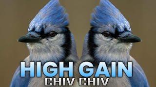 Chiv Chiv Horn mix High Gain competition  