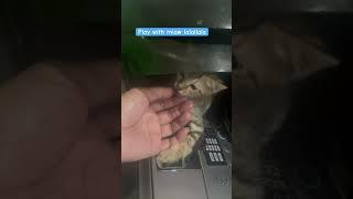 Lagi senang2nya bermain kucing seumuran ini #shorts #short #shortvideo #shortfeed #kucing #cat