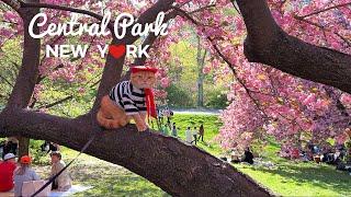 4KNYC Spring Walk  Central Park in full Bloom Shakespeare Garden to Bridle Path Apr. 2024