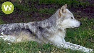 Hund und Wolf ihre Gemeinsamkeiten und Unterschiede