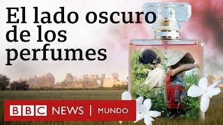 El lado oscuro de los perfumes de algunas de las grandes marcas de lujo  Investigación BBC