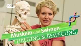 Muskeln & Sehnen - Haltung und Bewegung  einfach erklärt  alpha Lernen erklärt Biologie