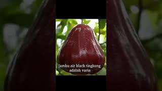 jambu black kingkong super jumbo#jambuairblackkingkong #jambujamaika #suarapikatperkutut