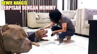 TERHARU  HEWIE PITBULL NANGIS BERPISAH DENGAN MOMMY #hewiepitbull