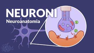 I NEURONI - Organizzazione generale del sistema nervoso - Neuroanatomia