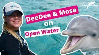 Dolphins Deedee and Mosa having FUN on Open Water #12