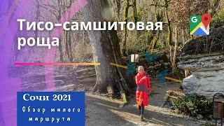 Сочи зимойТисо-самшитовая рощаобзор малого маршрута