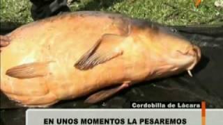 CARPA ROYAL RECORD DE ESPAÑA CARPFISHING