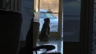 Bullmastiff waiting for his owner to come home by the door