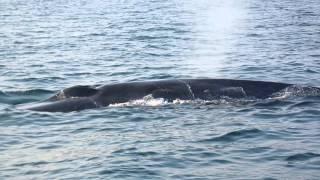 Whale watching in Mirissa