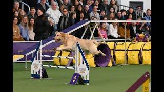 Best of Masters Agility Championship at Westminster  WKC