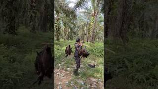 Berburu Ayam Hutan Sampek Gak Kuat Bawaknya