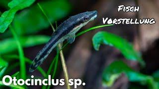 Otocinclus sp. gestreifter Ohrgitterharnischwels  Liquid Nature Fisch Vorstellung