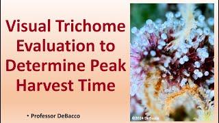 Visual Trichome Evaluation to Determine Peak Harvest Time