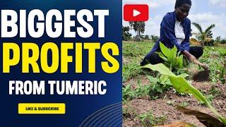 Growing 12 Acres Tumeric Farm In Ghana & Exporting Makes Us More Money Than Ginger  Watch & Decide